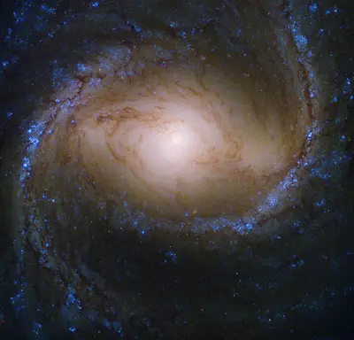 Hubble-Aufnahme der Balkenspiralgalaxie M91 mit gelbem Kern, Balken und Spiralarmen voller dunkler Staubbahnen und blauer Sternentstehungsgebiete
